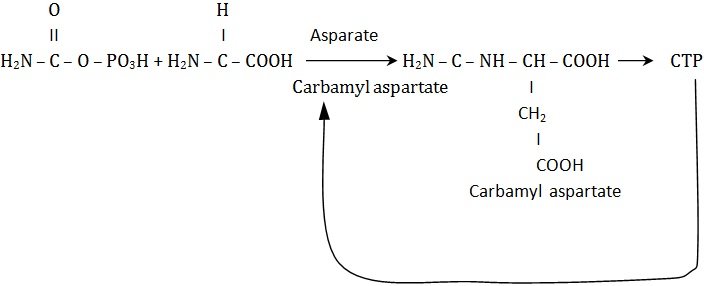 kinetic behaviour of enzyme in the presence of ATP